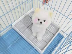 -宠爱多约克夏马尔济斯泰迪小型犬专卖