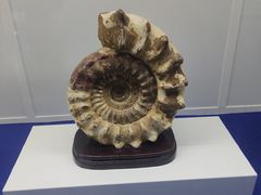 -贝壳王国博物馆