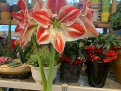 -双季花艺园艺市场(浦东店)