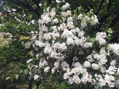 -墨尔本皇家植物园