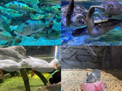 -合肥海洋世界