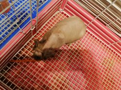 -Moni星球萌宠·小马宝莉·灵蛇·高端高阶全萌宠互动体验俱乐部(红豆国际广场店)