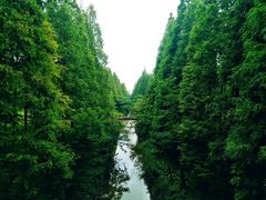 -黄海国家森林公园