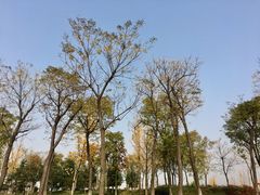 -洨河生态公园
