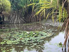 -中国科学院西双版纳热带植物园