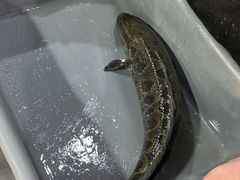 -金三可市井水煮鱼(金碧园店)