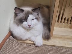 -猫和宫(六道口店)
