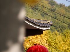 -遵化市禅林寺古银杏风景园