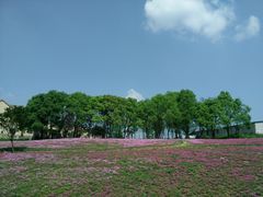 -大塘金香草谷