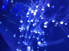 -青岛海底世界-水族馆
