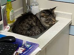 -中农国际动物医院24小时·猫科·骨科·急重症中心