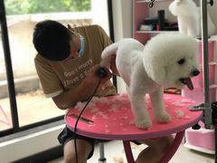 -翊宠yipet猫狗购宠庄园犬舍•猫舍