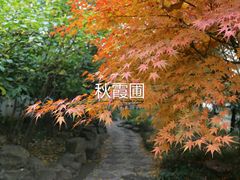 -秋霞圃