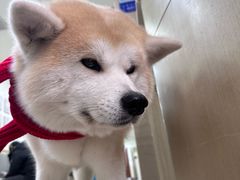 -美联众合动物医院·24h转诊中心