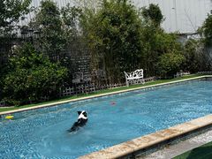 -汪说喵讲宠物乐园宠物酒店(红星美凯龙店)