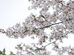 -大宁郁金香公园-停车场