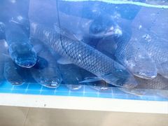 -李二鲜鱼(六堰大洋直营店)