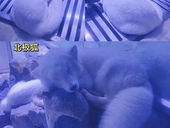 -上海海昌海洋公园