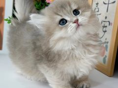 -小猫来了·猫舍(红山六九七九店)