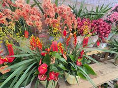 -龙大花卉苗木市场