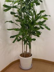 -薇薇安花系SPA