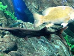 -瑞普利水族馆