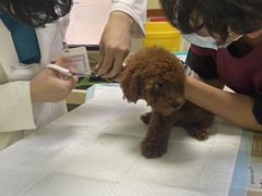 -艾贝尔宠物诊疗