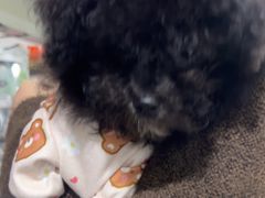 -佳雯宠物医院·皮肤科·内外科(春晓路分院)