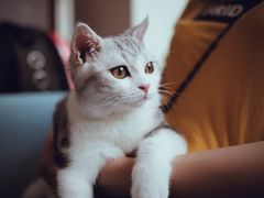 -爱妮康宠物医院·干细胞免疫细胞·肿瘤·心脏(张江店)