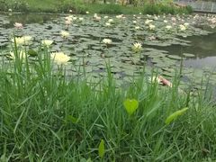 -东莞植物园