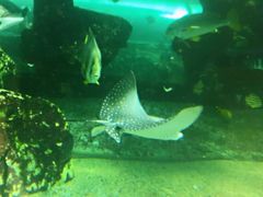 -悉尼海洋生物水族馆