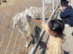 -大连铭湖国际观光牧场