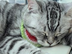 -怪兽屋·羊驼·猫咖·狗咖(俊华广场店)