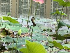 -木塔寺遗址生态公园