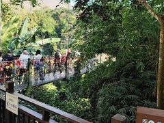 -西双版纳原始森林公园