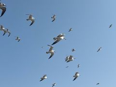-烟墩角天鹅湖
