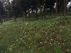 -白鹭湾湿地公园