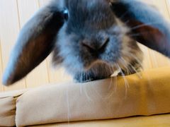 -猫猫幼稚园·撸猫·桌游·电玩