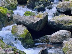 -天目山大树王景区