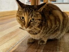 -猫的天空之城概念书店(苏州平江店)