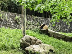 -都江堰中华大熊猫苑