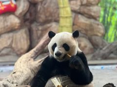 -广州长隆野生动物世界