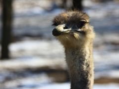 -大连森林动物园