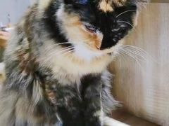 -藏猫猫咖啡主题馆(中央大道店)