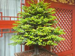 -程府宴(南长街四合院店)