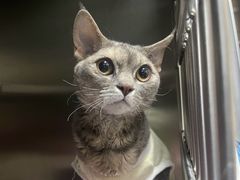 -创凡宠物医院·骨专科  猫科中心(西乡分院)