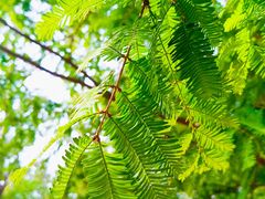 -白水寺森林公园