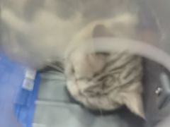 -半岛宠物医院24小时(西派城店)