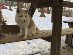 -宫城藏王狐狸村