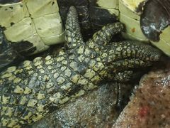 -潮信鱼头王(西环店)